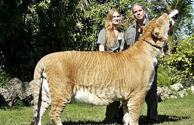 el Ligre el Félido más Grande del Mundo