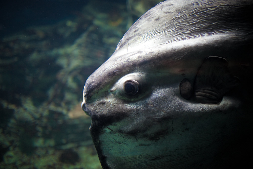 Secretos del Pez Luna: Un Gigante de Forma Extraña