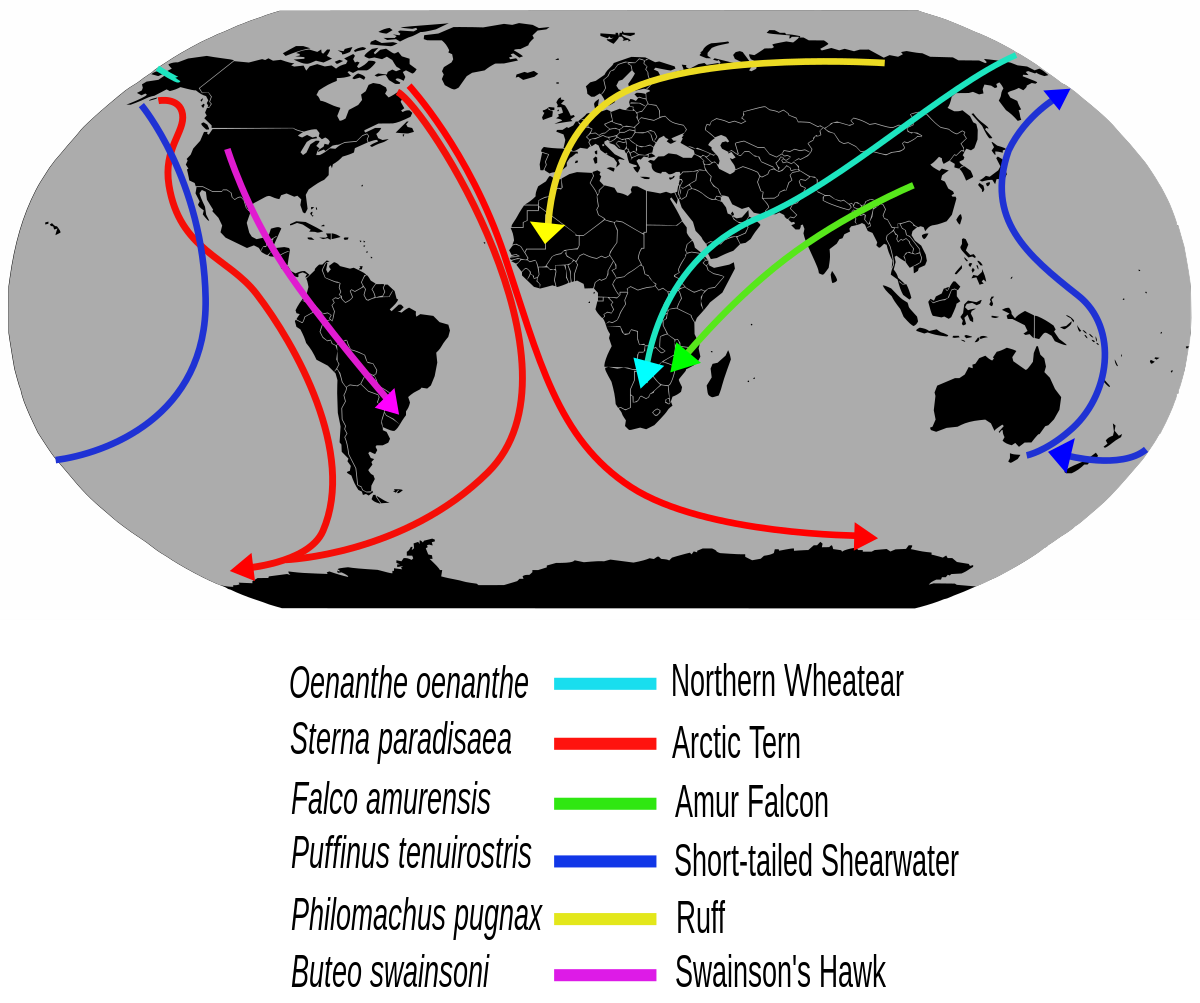Cómo se Orientan las Aves Migratorias Curiosidades de la Biología