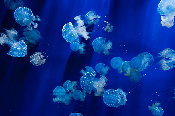 Descifrando el Secreto de las Picaduras de Medusas