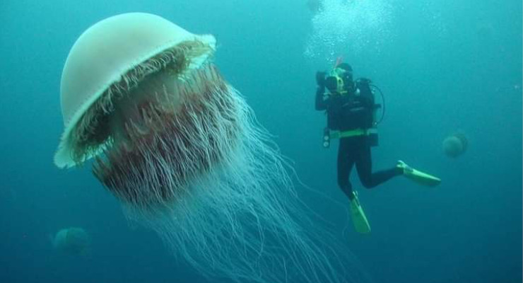 La Cyanea capillata: La Melena de León, la Medusa más Grande del Mundo