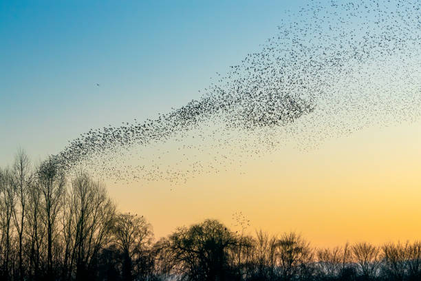 Cómo se Orientan las Aves Migratorias