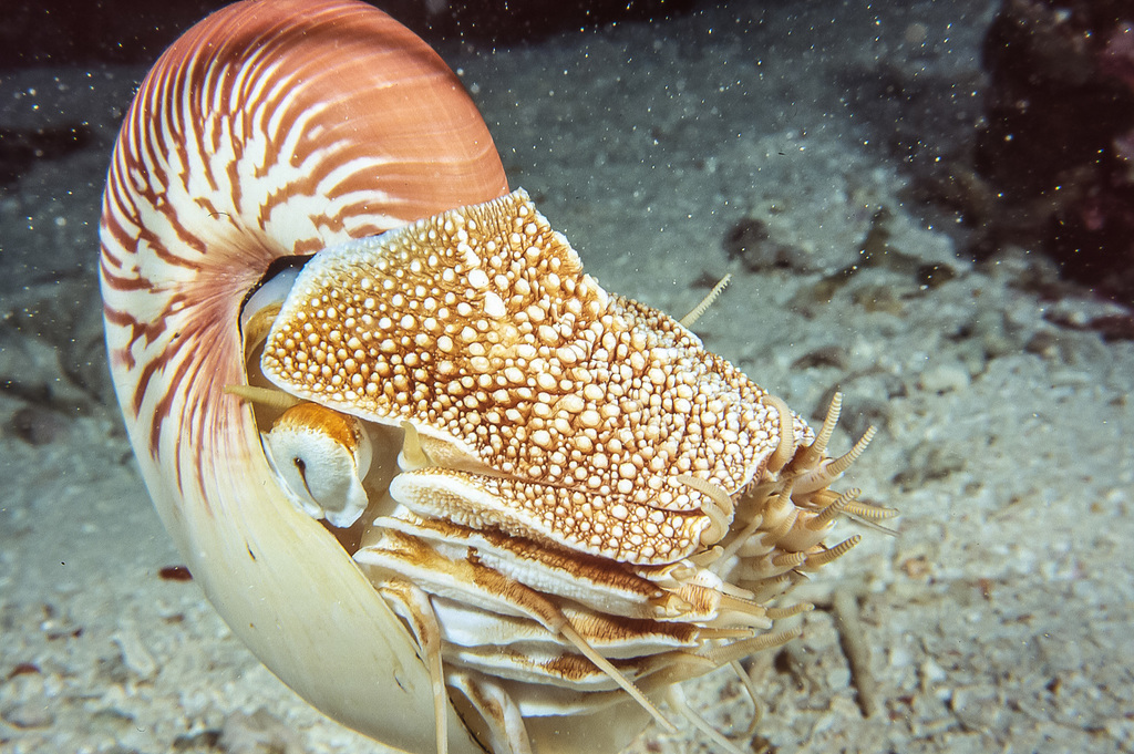 Los Nautilus: Los Fósiles Vivos de los Océanos