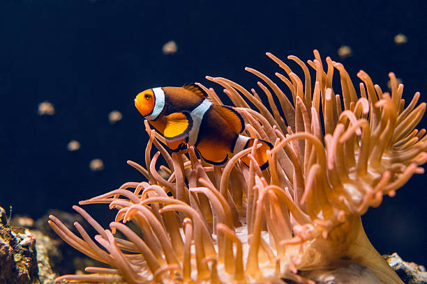 Anémonas de Mar qué son