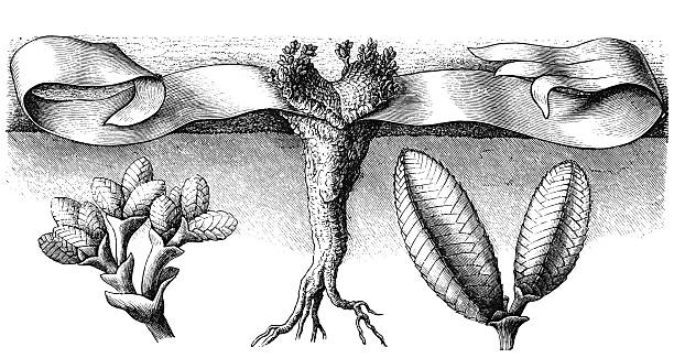 Welwitschia mirabilis: La Planta Inmortal del Desierto de Namibia