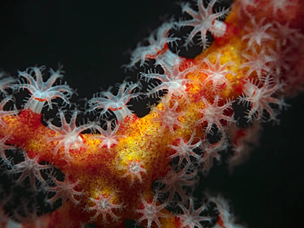 Corales marinos: ¿Plantas o Animales?