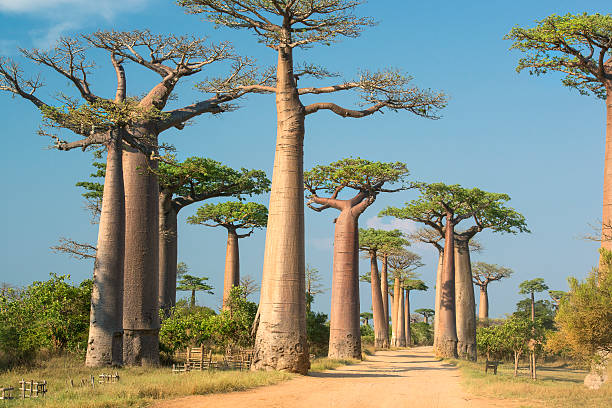 baobab adansonia sabana africana