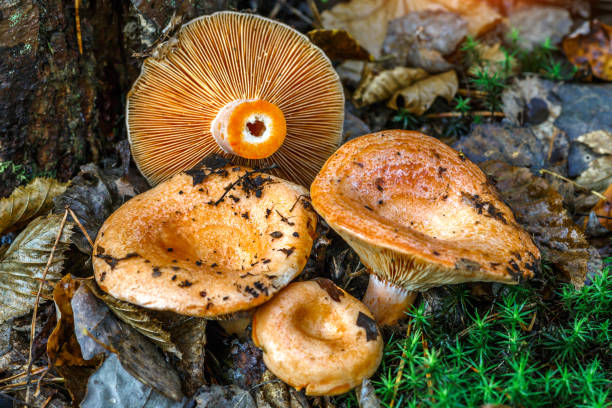 lactarius deliciosus níscalo