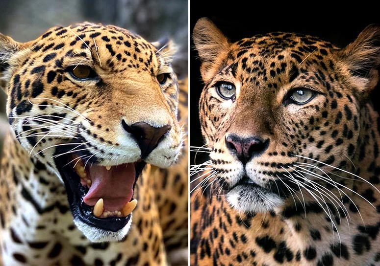 "Diferencias Entre el Leopardo y el Jaguar: Dos Iconos del Reino Animal"