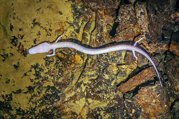 proteo proteus anguinus