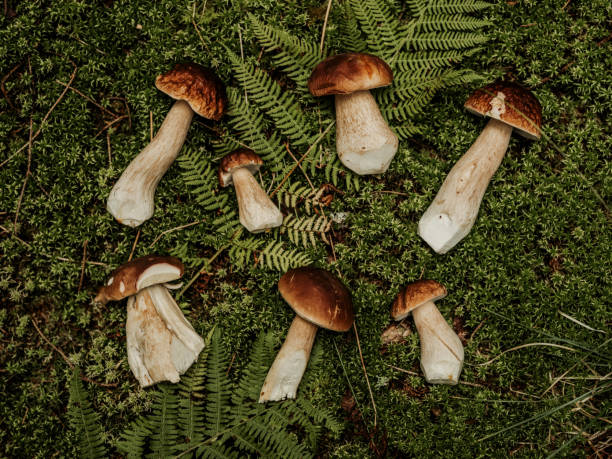 Dónde y Cómo Encontrar Boletus