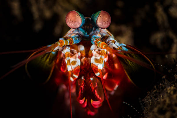 Visión Trinocular: los Ojos del Camarón Mantis La Mejor Visión del Reino Animal"
