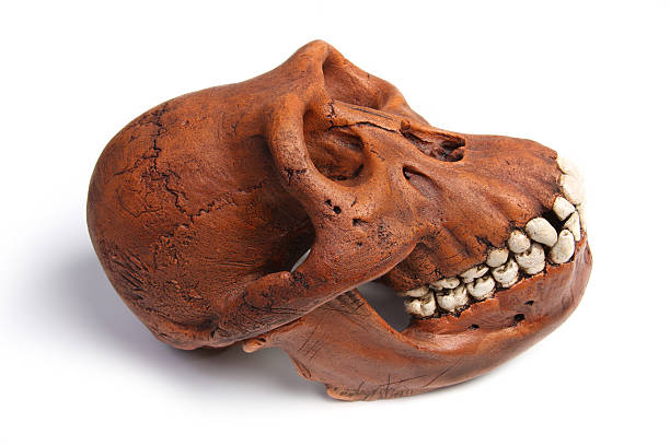 Australopithecus: Nuestros Antiguos Parientes Homínidos