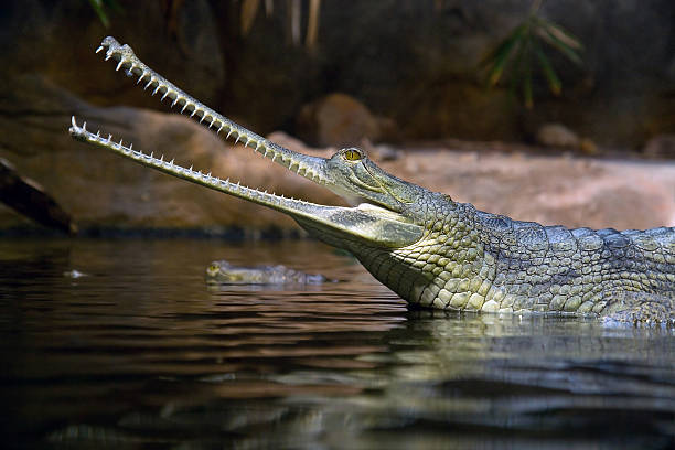 gavial Gavialis gangeticus