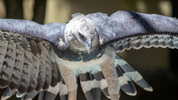 El águila arpía el águila más grande del mundo