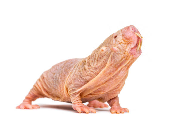 Rata topo desnuda el animal mas feo del mundo