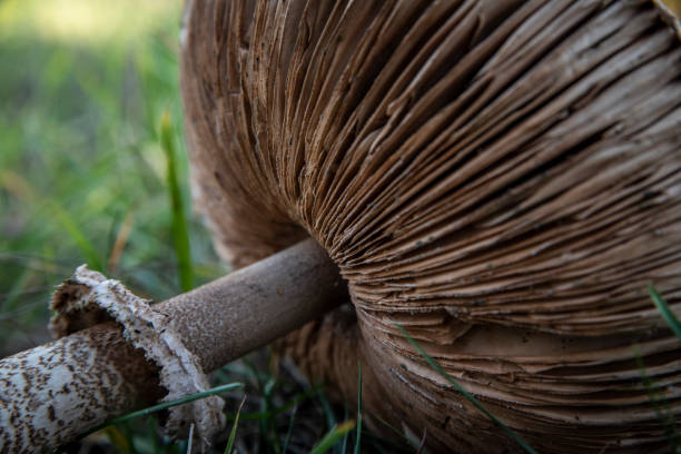Armillaria ostoyae ser vivo mas grande de la tierra