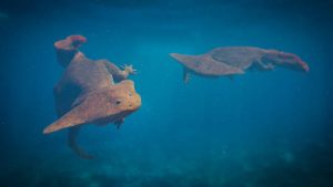 diplocaulus anfibio del permico cabeza boomernag