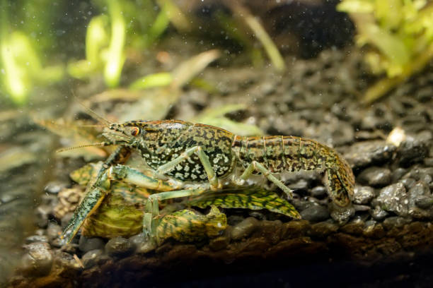 Los cangrejos mármol se clonan a sí mismos para sobrevivir