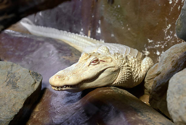 Cocodrilos albinos rareza de la naturaleza