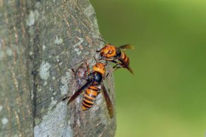 Vespa mandarinia: la Avispa más Grande del Mundo