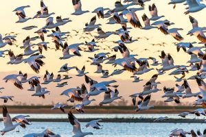 Cómo se Orientan las Aves Migratorias