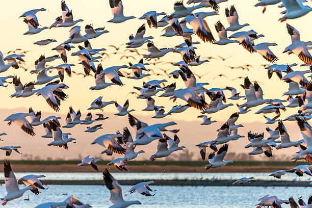 Cómo se Orientan las Aves Migratorias