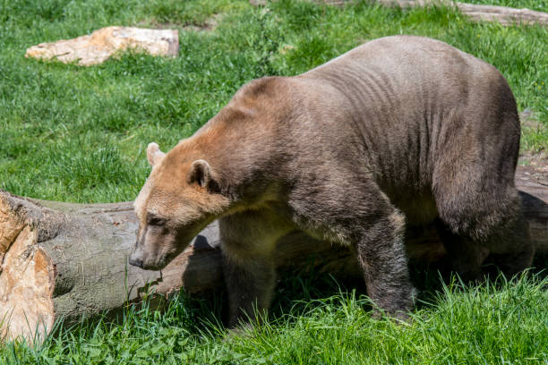 oso grolar hibrido