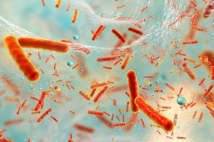 Diferencias entre arqueas y bacterias