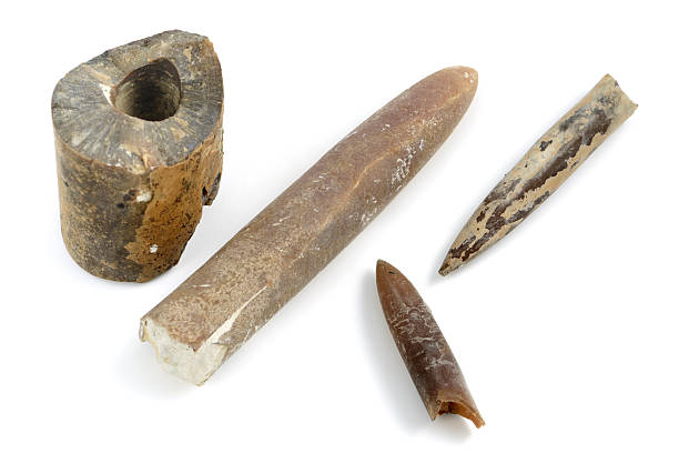 Extinción de los Belemnites