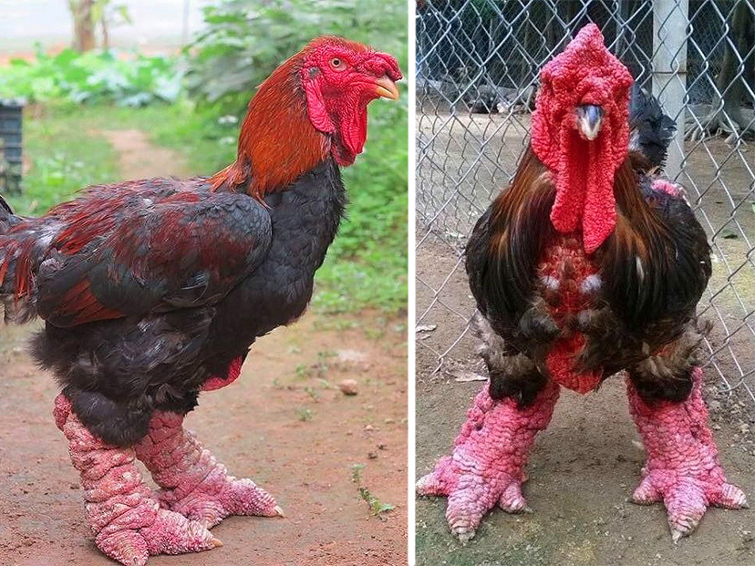 Las Patas Gigantes de la Gallina Dragón
