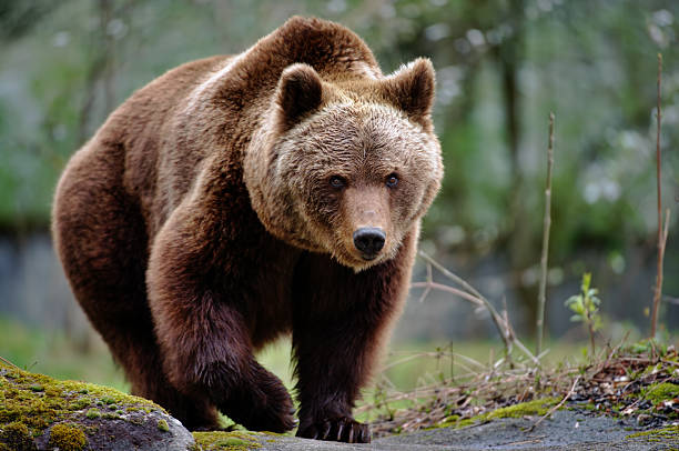 Oso Kodiak, el Oso Más Grande del Mundo