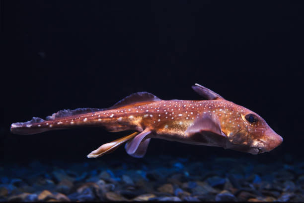 quimera tiburon fantasma