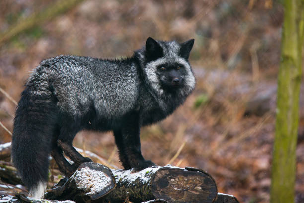 "El Misterioso Zorro Melánico: La Belleza de la Oscuridad"