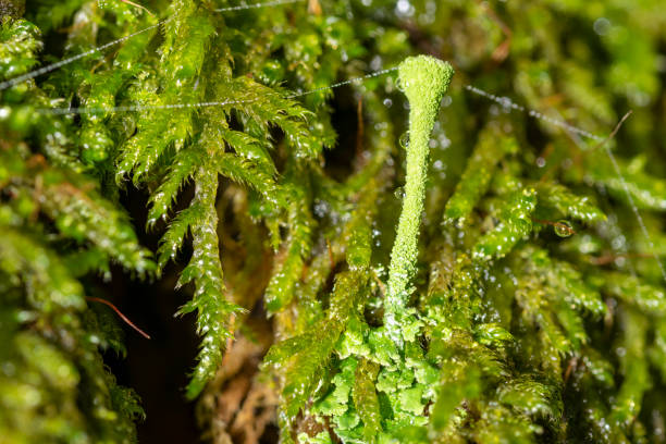 "Los Antoceros, una de las Plantas más Antiguas del Planeta"
