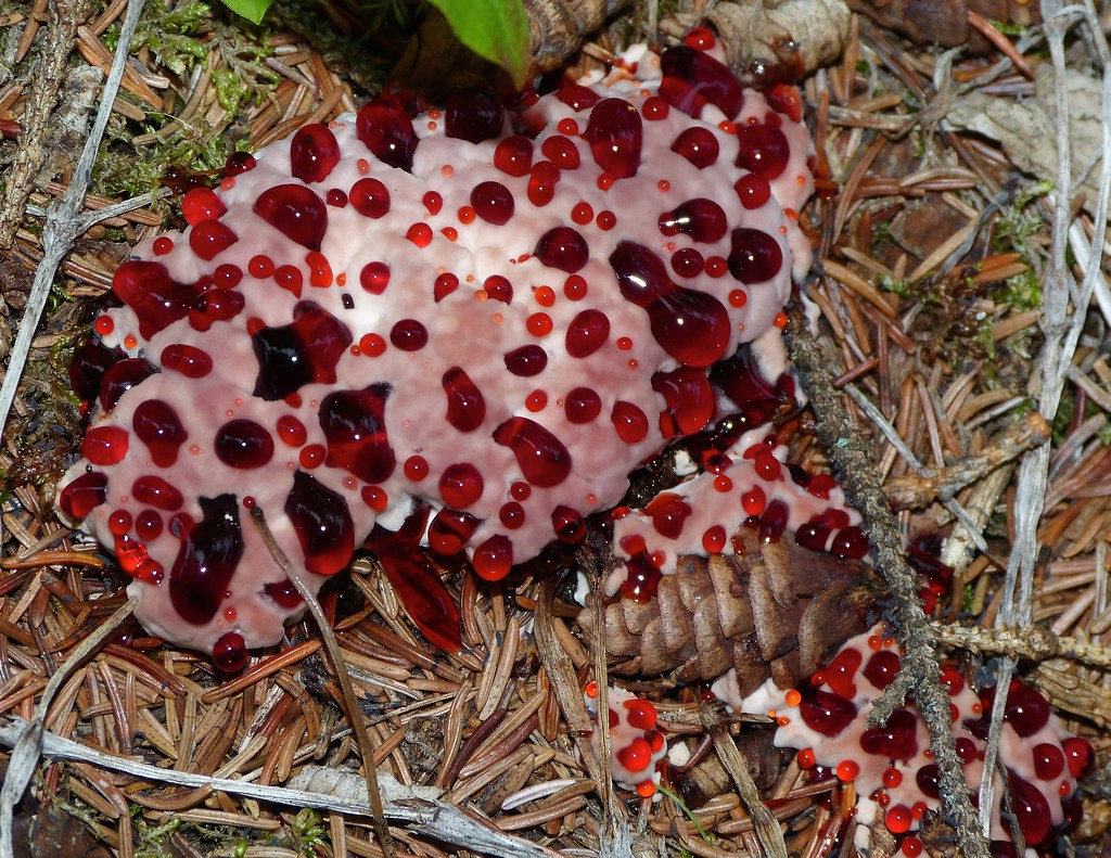 Hydnellum peckii: El hongo que parece sangrar
