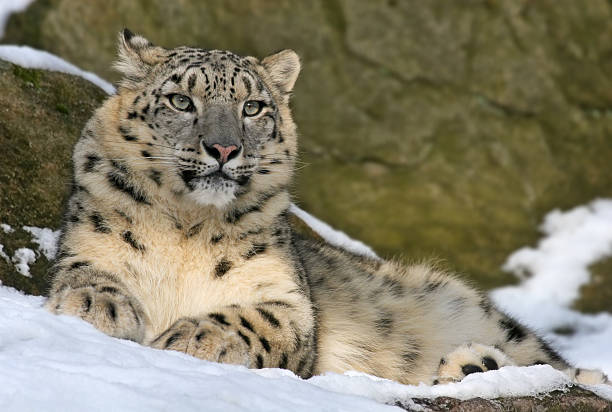 El Elegante Leopardo de las Nieves: Icono de las Montañas Asiáticas