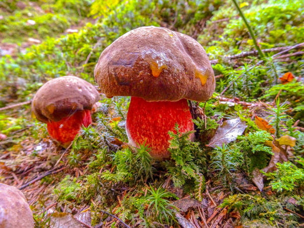 Boletus Satanas: El Hongo del Diablo
