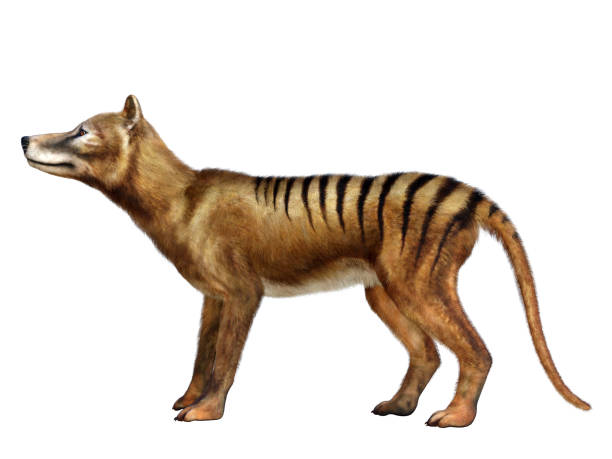 lobo de tasmania extincion tilacino