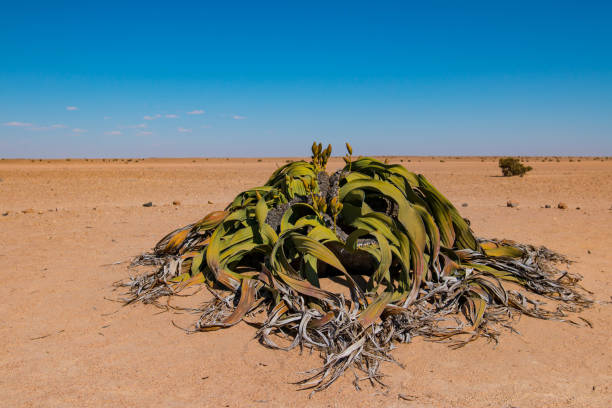 Welwitschia mirabilis: La Planta Inmortal del Desierto de Namibia