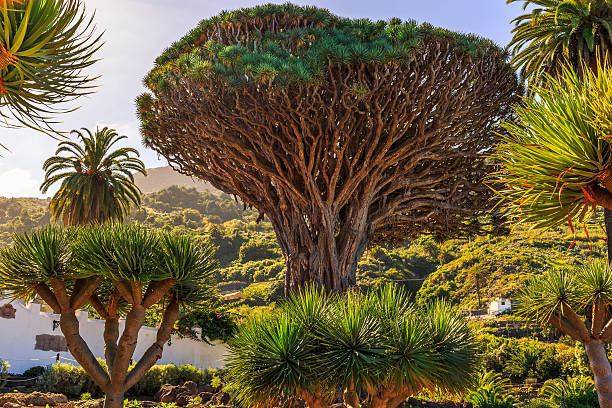 El Drago Canario: Dracaena draco, Tesoro Natural de las Islas Canarias