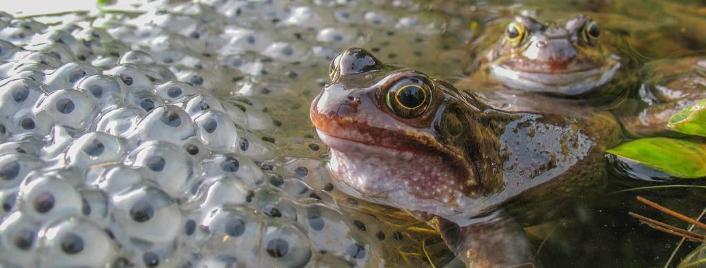 La Rana Goliat: La rana más grande del Mundo
