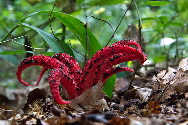 Clathrus archeri: El Inusual Huevo de Bruja