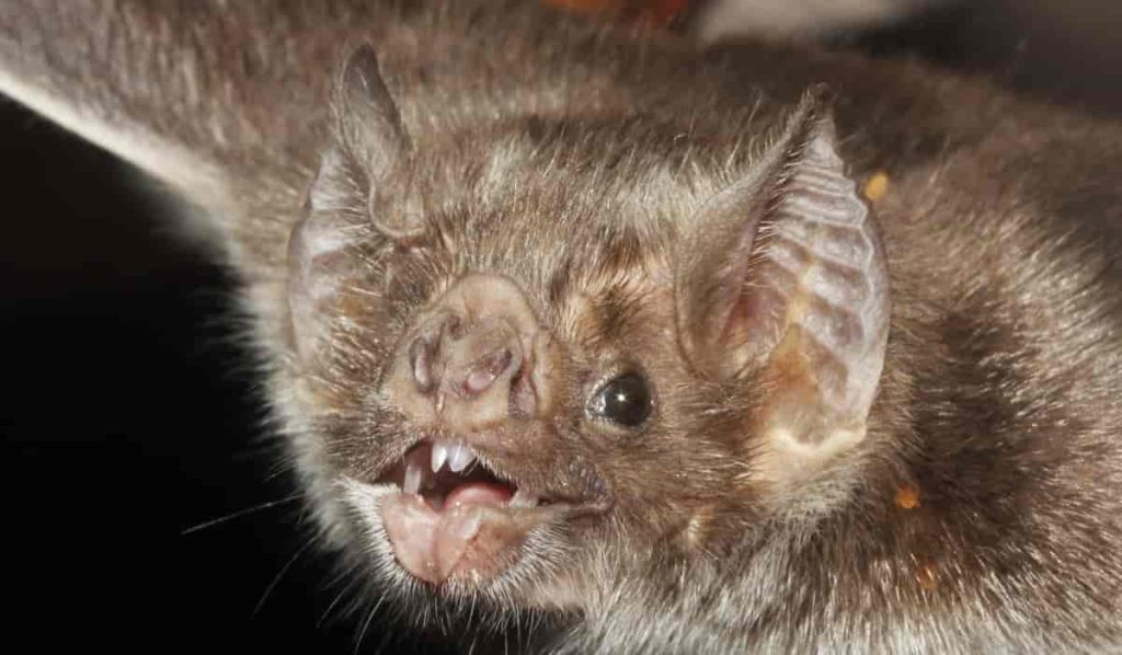 Desmodus Rotundus: El Murciélago Vampiro