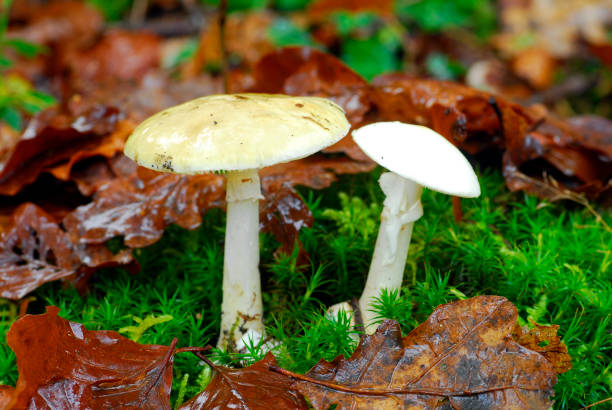 "Bajo la Lupa: La Amanita phalloides y su Veneno, La Verdadera Pesadilla del Mundo de las Setas"