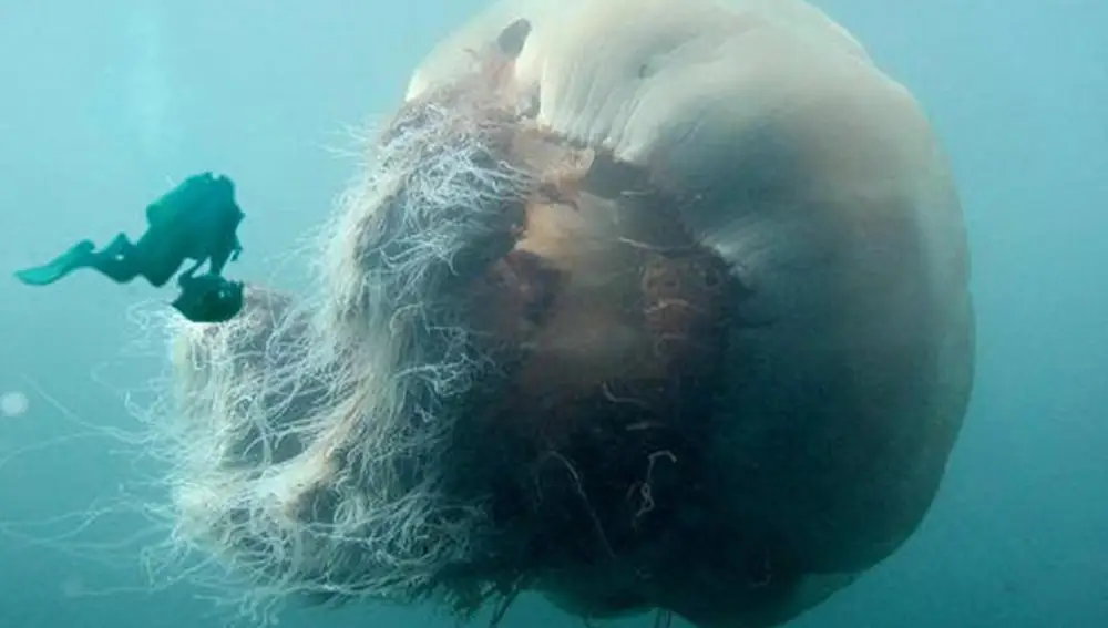 La Cyanea capillata: La Melena de León, la Medusa más Grande del Mundo