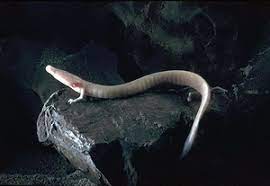El Proteo (Proteus Anguinus) Cuevas Subterráneas