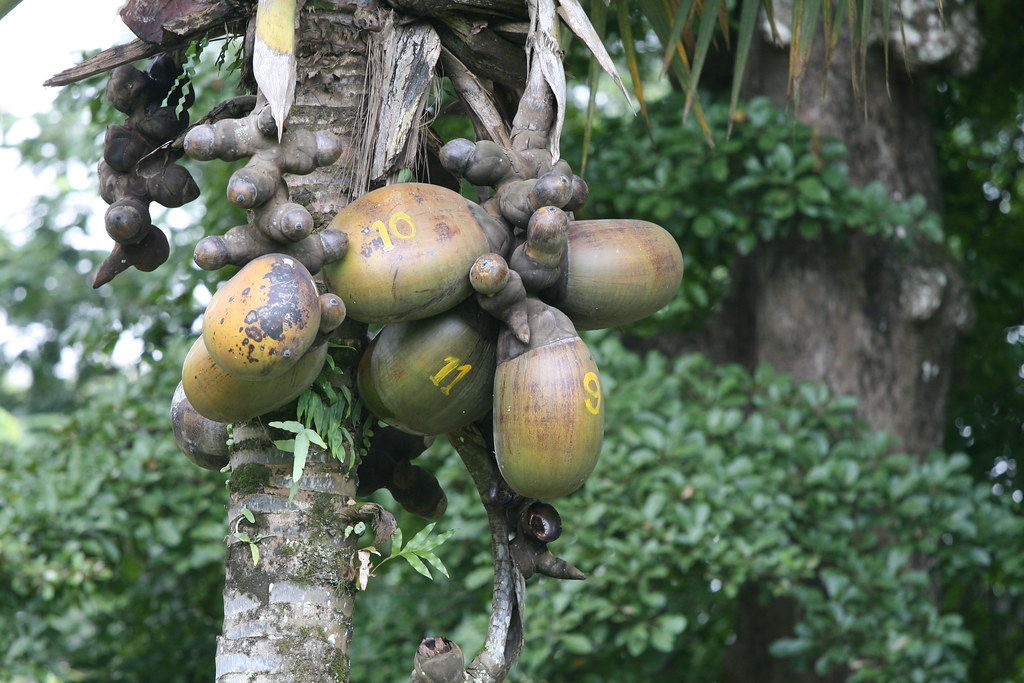 Lodoicea maldivica o Coco de Mar y su Semilla: La Más Grande del Mundo
