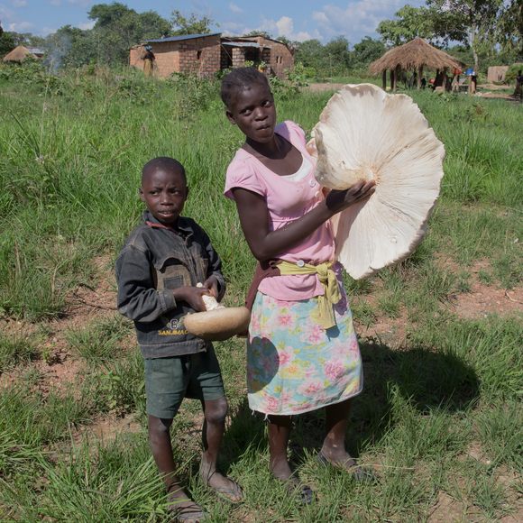 Termitomyces titanicus el hongo comestible más grande del mundo