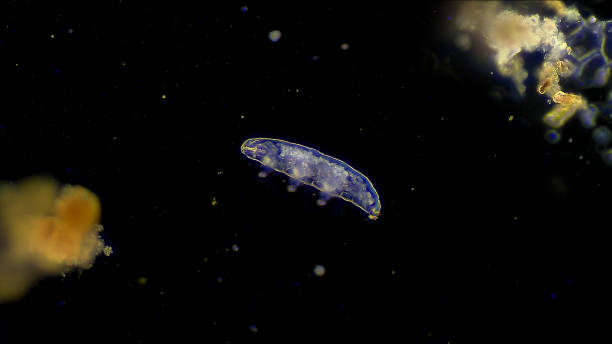 Tardígrados en el espacio